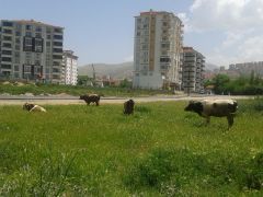 Çiftçi proje başvuruları 7 Temmuz’a uzatıldı