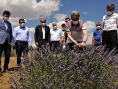 Arguvan Belediyesi’nden Lavanta hasat günü