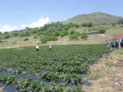 Kavurucu sıcaklarda çiftçilere önemli uyarı