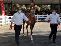 Yarış tayları ev fiyatına alıcı buldu