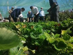 Kale’de Çilek Tarla günü düzenlendi