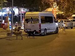 Yeşilyurt’ta köpek korkusu