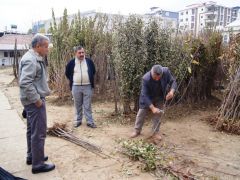 Kayısıda fiyatlar yükseldi fidan satışları arttı