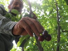 Dalbastı kirazında hasat dönemi