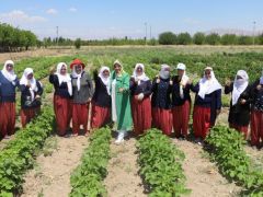 Battalgazi’nin gönüllü kadınları, ilk hasatlarını topladı