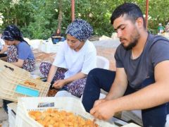 Kayısı hasadında bayram sonrası yoğun mesai