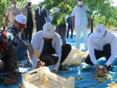 Kayısı hasadı başladı