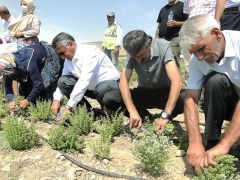 Malatya’da kekik hasadı başladı