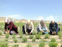 Hasadı tamamlanan kekikten beklenen verim alındı