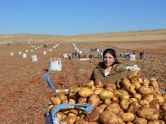 Kayısı diyarında patates hasadı tamamlanmak üzere