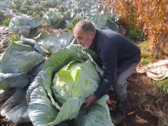 50 Kiloluk Lahana Yetiştirip Yurt Dışına Satıyor