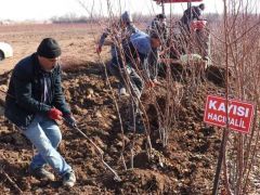 Kayısı fiyatları yükseldi fideye talep arttı