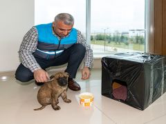 Donmak üzere olan yavru köpeği MASKİ personelleri kurtardı