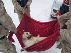 Karda yaralı halde bulunan Köpek’e jandarma şefkati