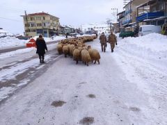 Yoğun kar yayladaki sürüleri yerinden etti