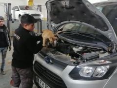 Isınmak için girdiği aracın motorundan çıkmak istemedi