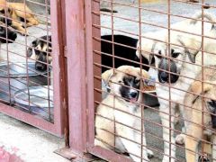 Malatya Büyükşehir Belediyesinden Örnek Çalışma