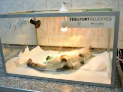 Yeşilyurt Belediye Ekipleri Demir Kapıya Sıkışan Kediyi Kurtardı