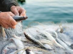 Su Ürünleri Av Yasağı 1 Nisanda Başlıyor