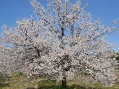 Meteorolojiden Don Uyarısı