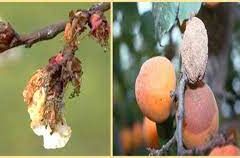 Tarım İl Müdürlüğünden Çiftçilere Monilya Uyarısı