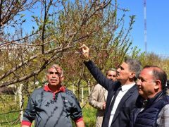Vali Baruş Hasar Gören Kayısı Bahçelerinde İncelemelerde Bulundu