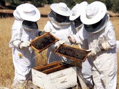Arıcıların Şeker Sorunu Çözüldü