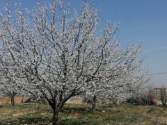 Meteorolojiden Kayısı Üreticilerine Don Uyarısı