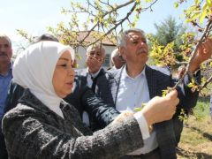 Çalık, “Kayısıda Hasar Tespit Çalışmaları Başladı”