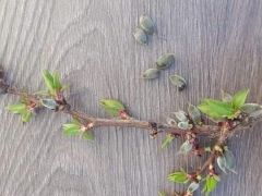 Ağbaba,” Ekonomik Felakete Tabii Felaket Eklendi”