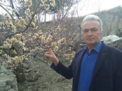 Kuluncak’da Kayısıyı Don Vurdu