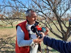 Kayısıyı Don Vurdu Düğünler Ertelendi