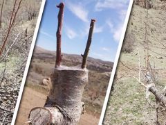 Akçadağ’da Ahlat Ağaçlarına Armut Aşılama Çalışmaları Devam Ediyor