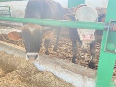 Uzmanına Sorduk, “Kurbanlık Seçerken Nelere Dikkat Edilmeli?”