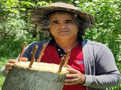 Aşılarla Ceviz Ağaçlarının Verim ve Kalitesi Artırılıyor