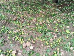 Kayısıyı Şimdi de Dolu Vurdu