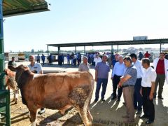 Başkan Çınar’dan Canlı Hayvan Pazarına  Ziyaret