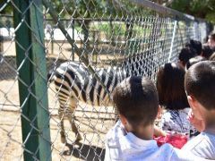 Yaz Okulu Öğrencileri Hayvanat Bahçesini Gezdi