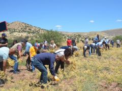 HAS-DER’in Tarlada Nohut Hasadı Etkinliği Başladı