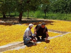 Fendoğlu Kayısı Üreticilerini Unutmadı