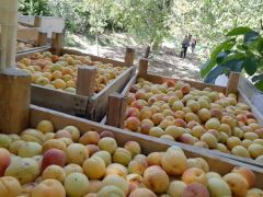 Kayısı Hasadı Yüksek Kesimlerde Devam Ediyor