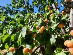 Kuluncak’ta Kayısı Hasadı Devam Ediyor