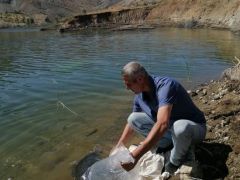 2 Buçuk Milyon Yavru Sazan Sulara Bırakıldı