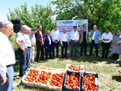 Başkan Çınar Domates Hasat Gününe Katıldı