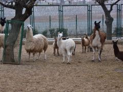 Malatya Hayvanat Bahçesine Ziyaretçi Akını