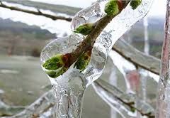 Çiftçiler Dikkat “Meteorolojiden Zirai Don Uyarısı”