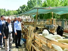 31 Noktada Kurban Satış Ve Kesim Hizmeti Verilecek
