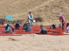 Kurutmalık Domates’de Hasat Zamanı