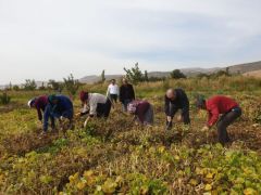 Türküler Eşliğinde Hasat Yapıldı