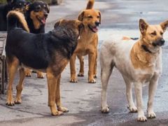 Başıboş Sokak Köpekleri Düzenlemesi Meclis’te